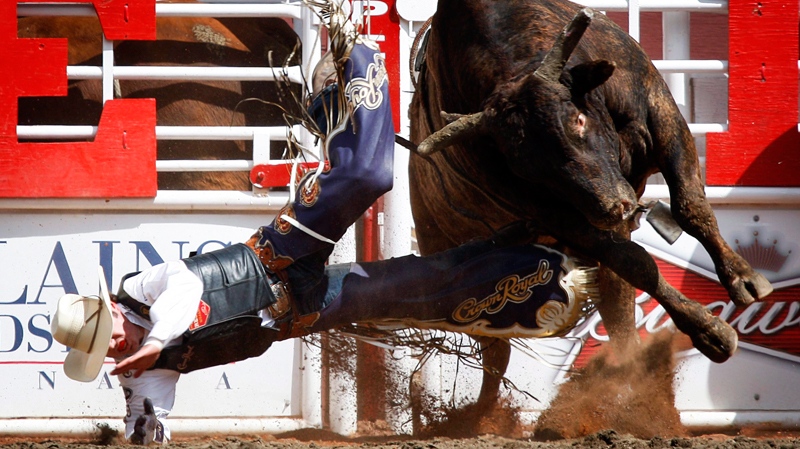 Wesley Silcox, from Santaquin, Utah, comes off 'Good Vibrations' during bull riding rodeo action at the Calgary Stampede in Calgary, Sunday, July 10, 2011.  (Jeff McIntosh / THE CANADIAN PRESS)