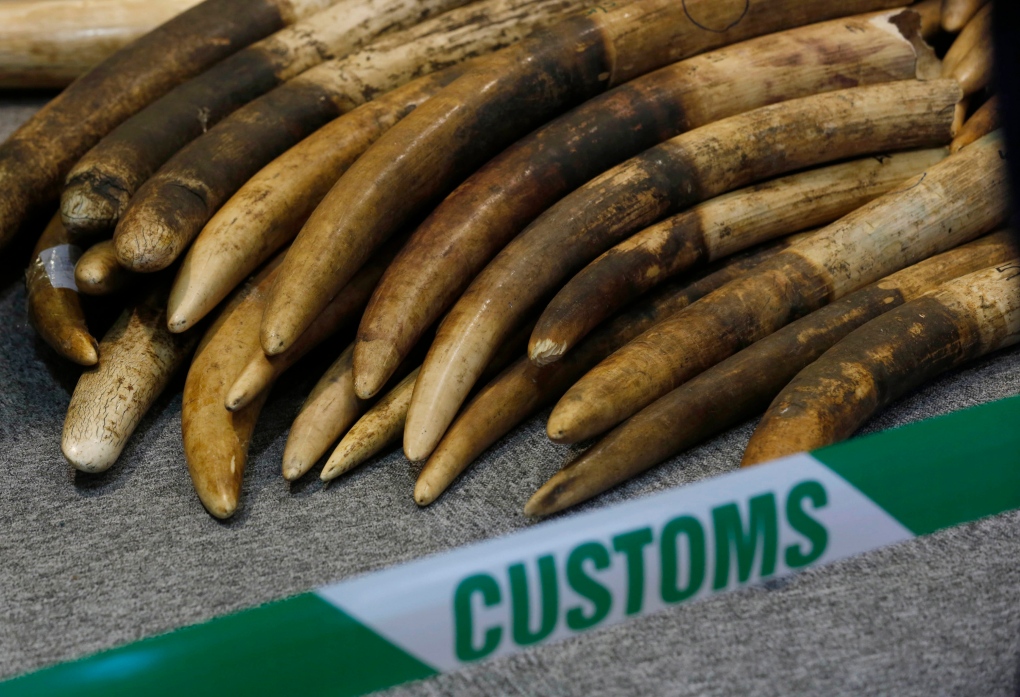 Elephant tusks for ivory