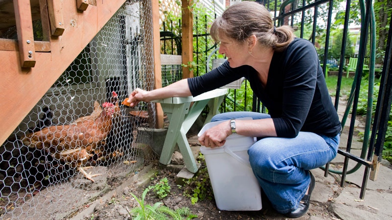 Marci Babineau feeds her chickens at her home in Montreal, Sunday, June 5, 2011. (Graham Hughes / The CANADIAN PRESS)