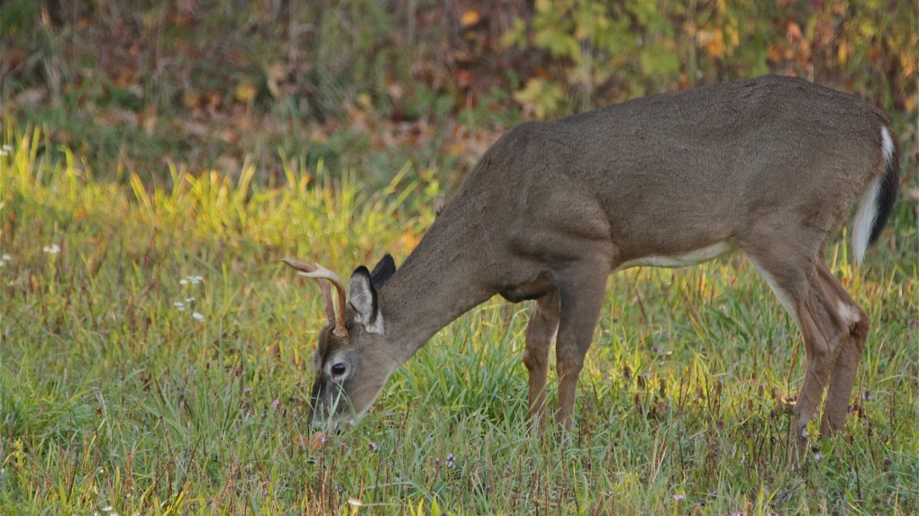 Deer cull