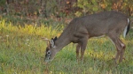 A white-tailed deer browsing in Southern Ontario. (CTV News)
