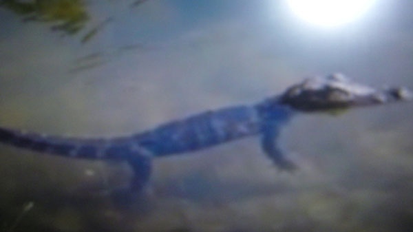 A photo of an alligator in Mill Pond taken on July 15, 2011 has been released by Stirling-Rawond Police.