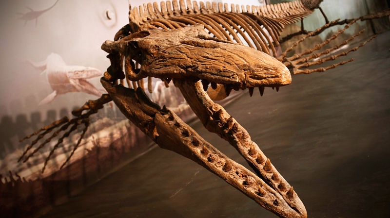 Bruce the Mosasaur, which was found just outside Morden, Man., in a farmer's field, is on display at Canadian Fossil Discovery Centre in Morden on Wednesday May 20, 2009. (John Woods / THE CANADIAN PRESS)