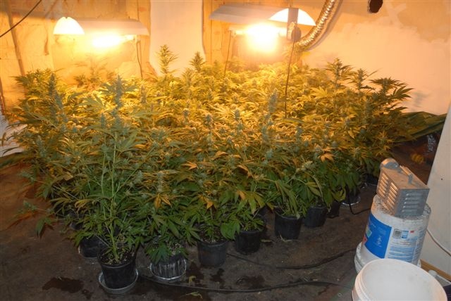 St. Thomas police busted marijuana grow-op, close to  Arthur Voaden Secondary School, on Thursday, Nov. 21, 2013. (Courtesy St. Thomas Police Service)