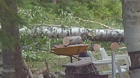 Police say the boy was hit while the tree was being pruned in La Peche, Que., Tuesday, July 19, 2011. Courtesy: TVA