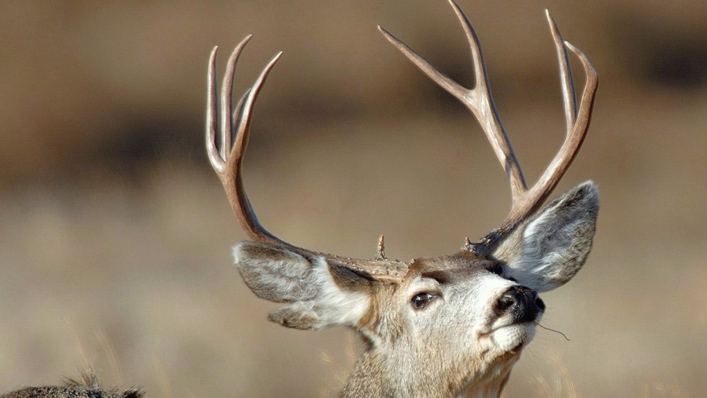 Deer cull begins in Dundas Valley