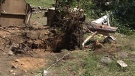 A seven-year-old boy died after he got trapped beneath the roots of this tree in La Peche, Que., Tuesday, July 19, 2011.