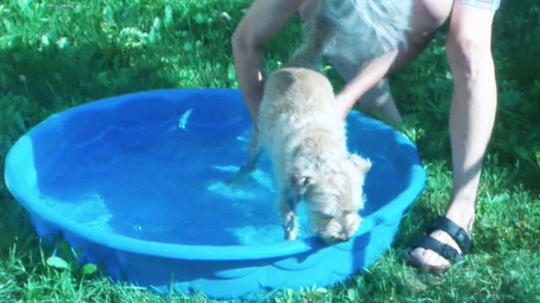 A woman uses a kids pool to help keep her dog cool during the extreme heat in Toronto on Thursday, July 21, 2011.