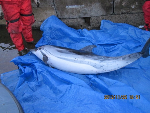 Saguenay dolphin