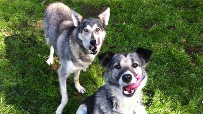Former sled dogs Kayla and Lucky 