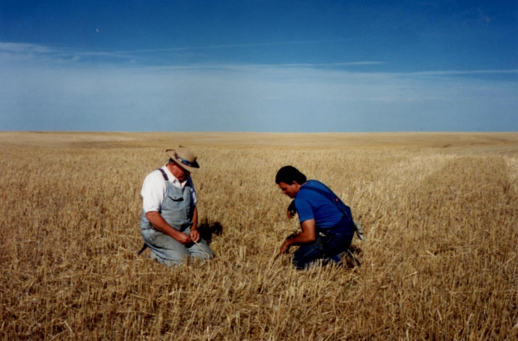 Grain field in Saskatchewan