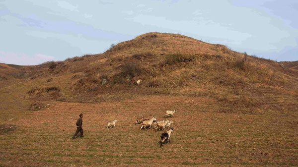 In this April 17, 2011 photo, a herder walks with goats on a hillside outside of Kaesong, North Korea. (AP / David Guttenfelder)