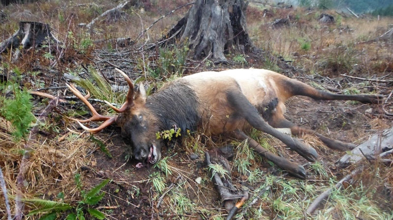 A dead Elk 