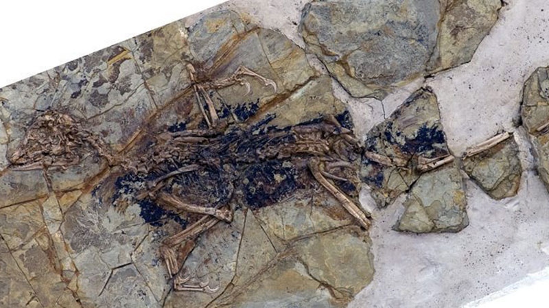This undated photo released by Nature shows the fossilized skeleton of what scientists at the Chinese Academy of Sciences in Beijing are dubbing "Xiaotingia zhengi." Its discovery helped scientists propose an evolutionary tree that suggests archaeopteryx is not a bird. (AP Photo/Nature)