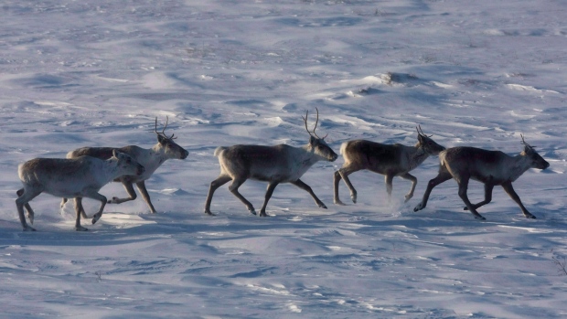 Labrador Inuit group says caribou hunt suspended for ...