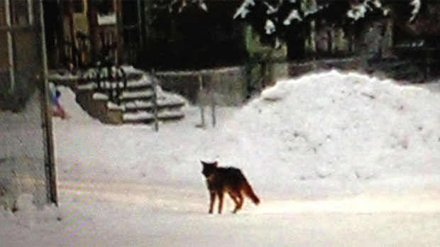 Coyote shot in Winnipeg's North End