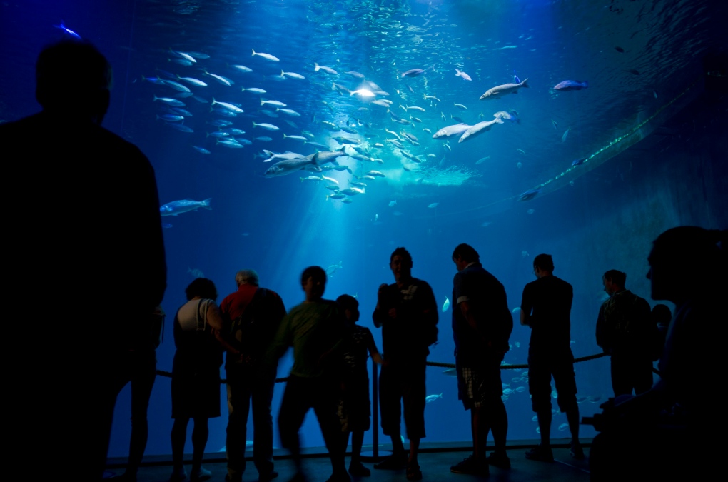 'Ozeanum' aquarium 