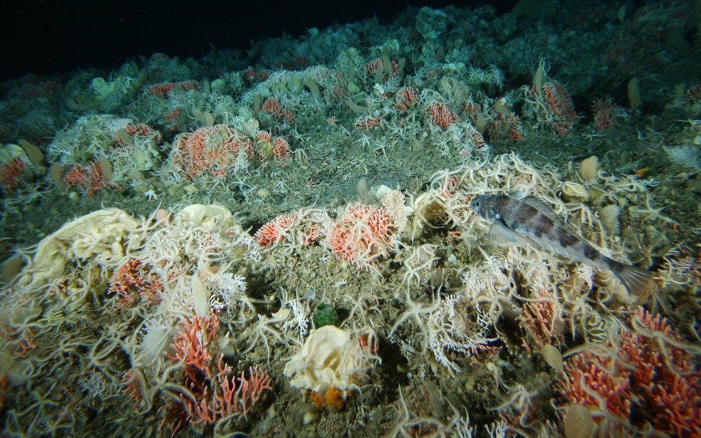 Sea sponges not the oldest