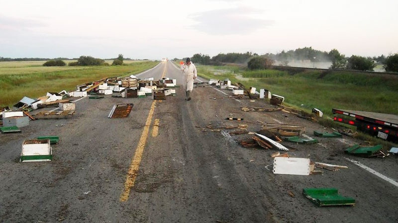 Traffic was being detoured and RCMP officers were abuzz after a trucking carrying honey bees was involved in a collision on an Alberta highway, pictured on Thursday Aug. 4, 2011. (HO-RCMP / THE CANADIAN PRESS)
