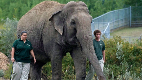 Lucy the elephant walks with her handlers at Edmonton's River Valley Zoo on Sept. 17, 2009. (Ian Jackson / THE CANADIAN PRESS)