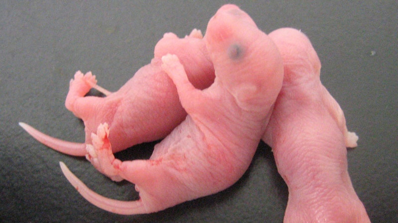 In this photo Nov. 8, 2010 photo released by Kyoto University Prof. Mitinori Saitou, baby mice born with viable sperm created from stem cells of mice are shown shortly after their birth at a laboratory of the university in Kyoto, western Japan. (AP / Kyoto University, Mitinori Saitou)