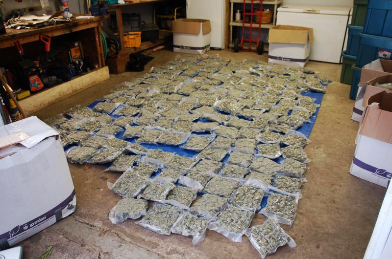 Marijuana seized from a home in Puslinch Township is seen in this photo provided by Wellington County OPP.
