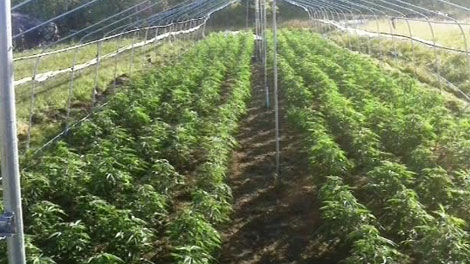 Manitoba grow-op; marijuana bust