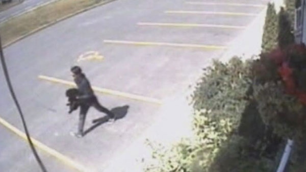 Surveillance footage shows a suspect leaving the Lafontaine Veterinary Clinic in Rockland with Binx.