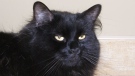 Binx, a 20-pound black cat, was stolen from the Lafontaine Veterinary Clinic in Rockland last week. 