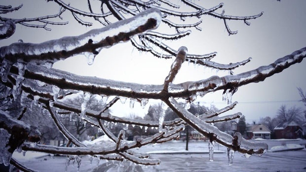 Trees covered by ice after major storm sweeps through Waterloo Region. - Dec. 22, 2013 (Courtesy: Nadia Matos)