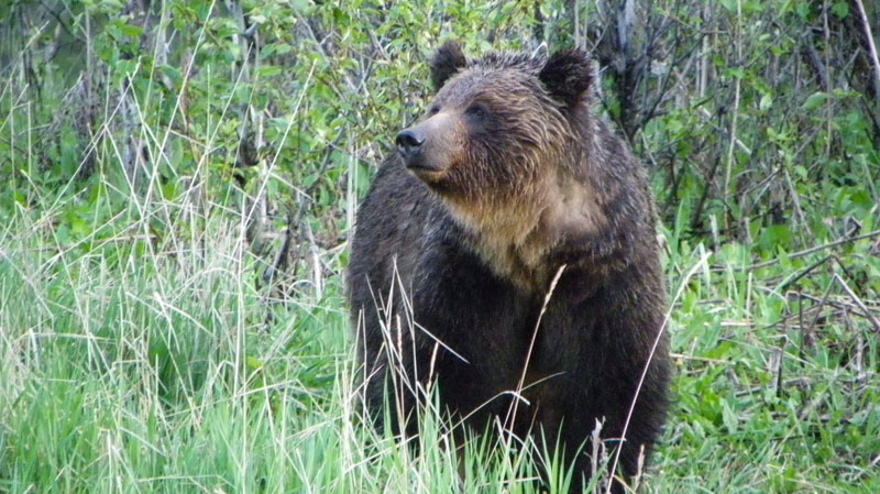 A female grizzly bear is shown in a handout photo. Some of the world's foremost bear experts will gather in Banff next month to come up with new and better ways to cut down the number of grizzly bears that are killed along Canadian Pacific railway tracks in Banff National Park. (THE CANADIAN PRESS/HO-Parks Canada-Steve Michel)