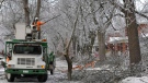 Crews clear branches snagged on power lines on a closed road in Brampton, Ont., Monday, Dec. 23, 2013. (J.P. Moczulski / THE CANADIAN PRESS)