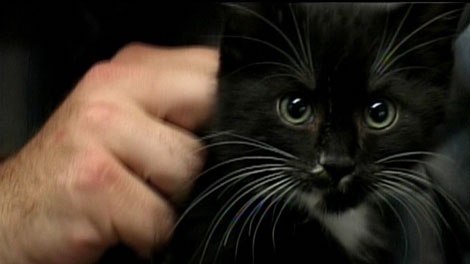 Hawk the kitten was dropped by a hawk into a Nanaimo landfill. Aug. 12, 2011. (CTV)