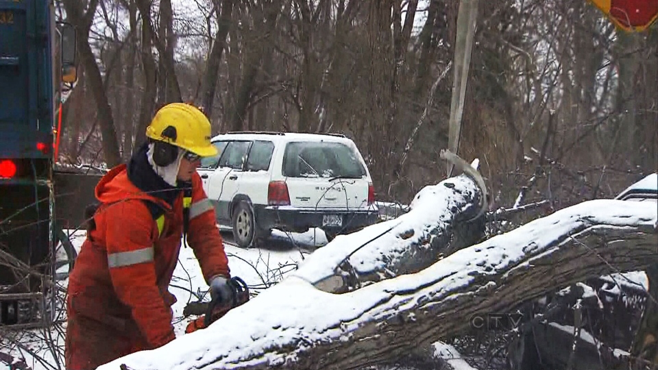 Toronto tree clean up begins
