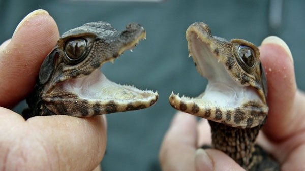 Dwarf Caiman crocodilians are held by San Antonio Zoo employee Bekky Muscher Tuesday, Oct. 24, 2006, in San Antonio. The reptiles, just two among nine, hatched at the zoo, on September 30. (AP Photo/San Antonio Express-News, Tom Reel)