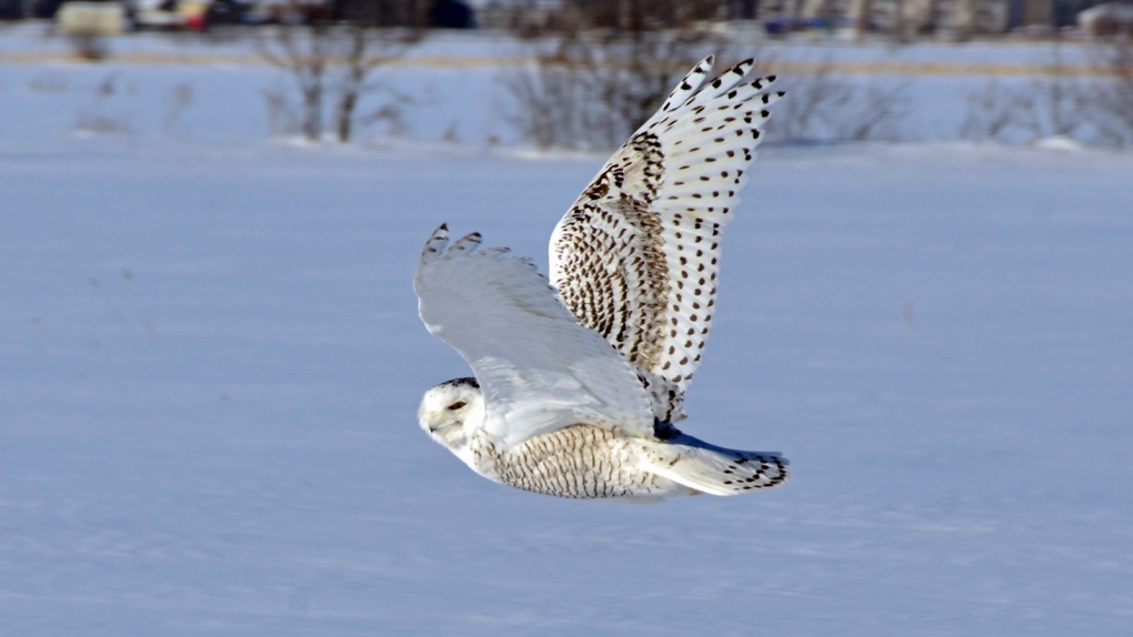 Snowy owl invasion Ontario, U.S.