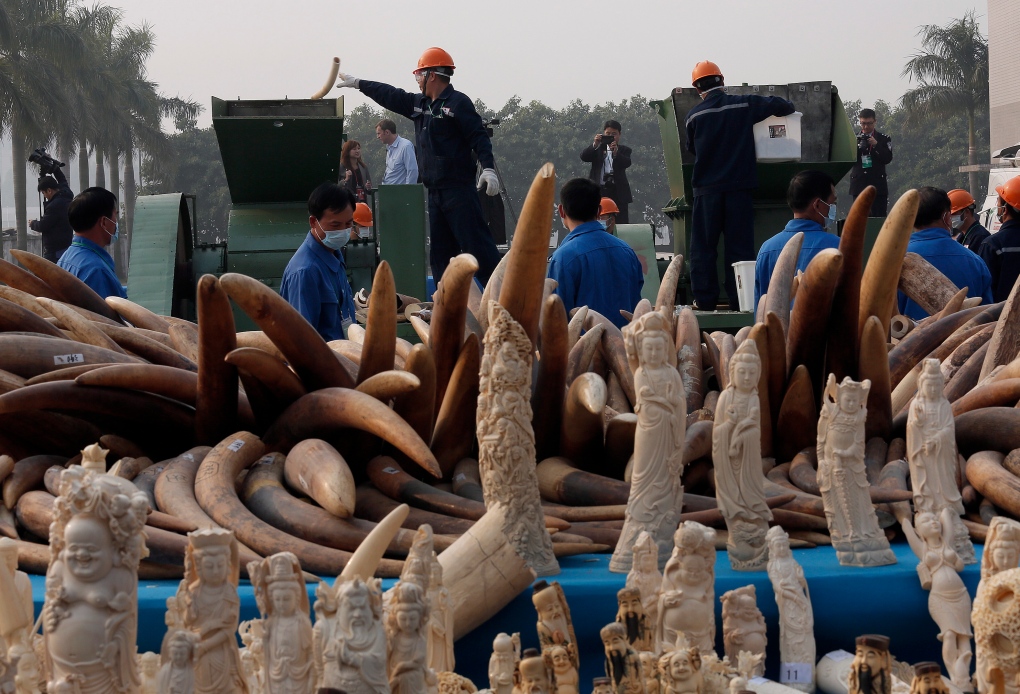 China destroys illegal ivory