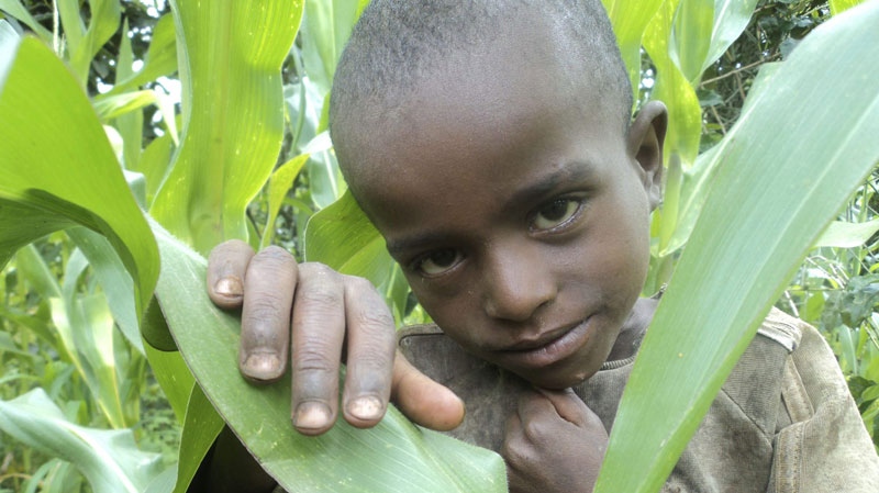 In this photo made Saturday, Aug. 6, 2011, showing a boy in his father's cornfield who subsists on a diet of grain, but reliance on one food crop leaves the family vulnerable to crop failure and malnourishment, in Shebedino in the south of Ethiopia. (AP Photo/ Luc van Kemenade)
