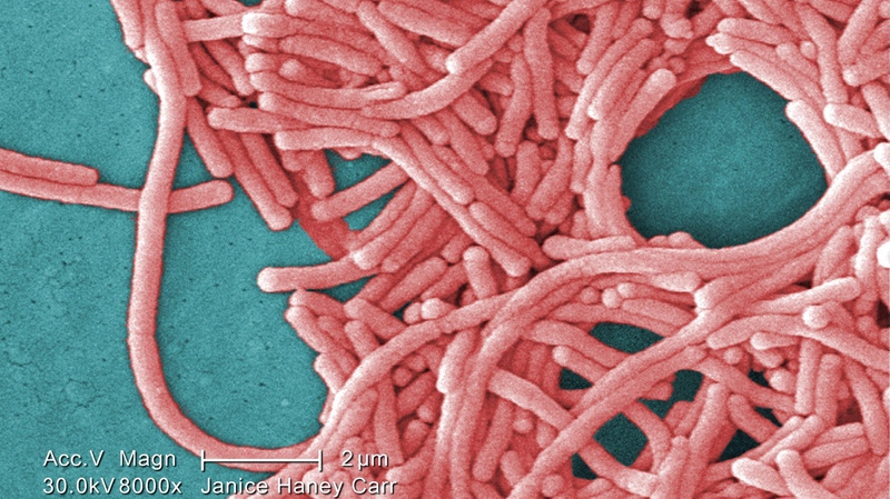 Gram-negative Legionella pneumophila bacteria