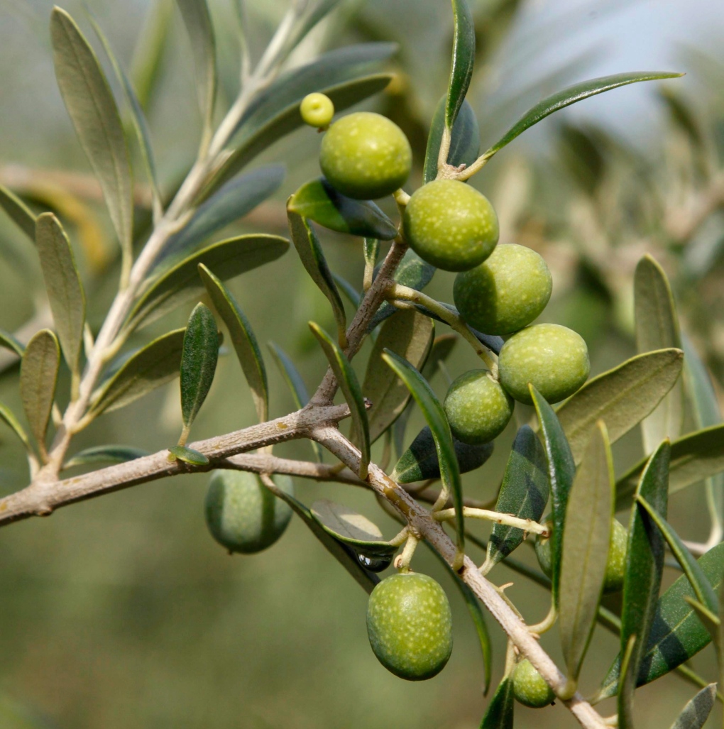 Aussie man rescued with olive oil