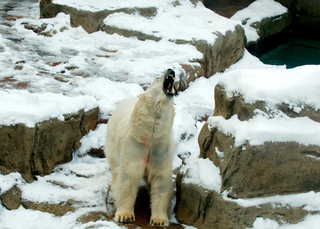 Chicago weather too cold for polar bear