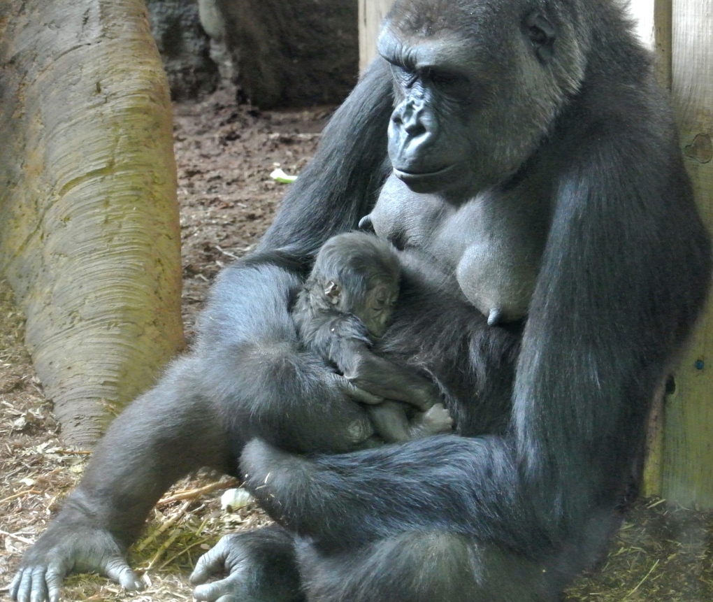 Endangered Western lowland gorilla gives birth