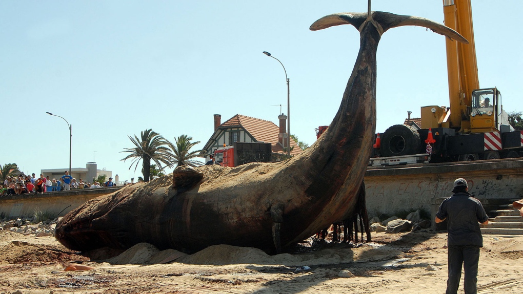 Dead whale found on Uruguay beach