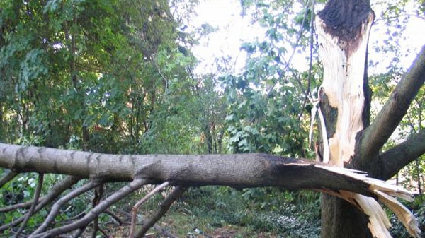 Trees were damaged by the storm at three adjoining properties just east of Churchill Park in south Cambridge, Ont., Thursday, Aug. 25, 2011. (Domi Bruyn / MyNews.CTV.ca)