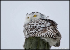 Snowy Owl by Douglas Griffith