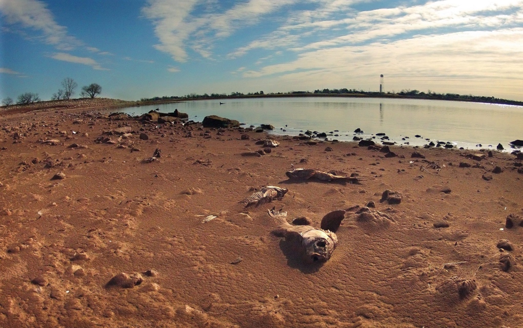 Dead fish on silt in drought-ravaged Texas