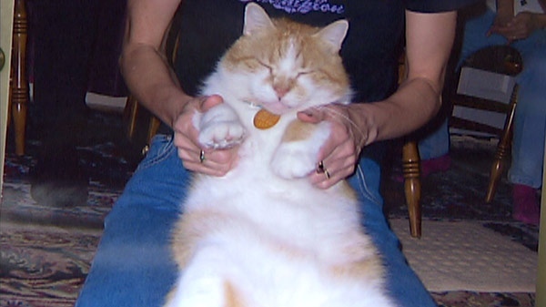 Sam, an orange and white domestic short hair cat, went missing in Guelph, Ont. on July 30, 2011.