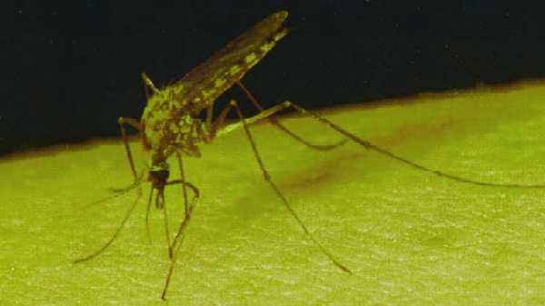 The West Nile virus is transmitted mainly through mosquito bite. (Image Quebec government documentation)