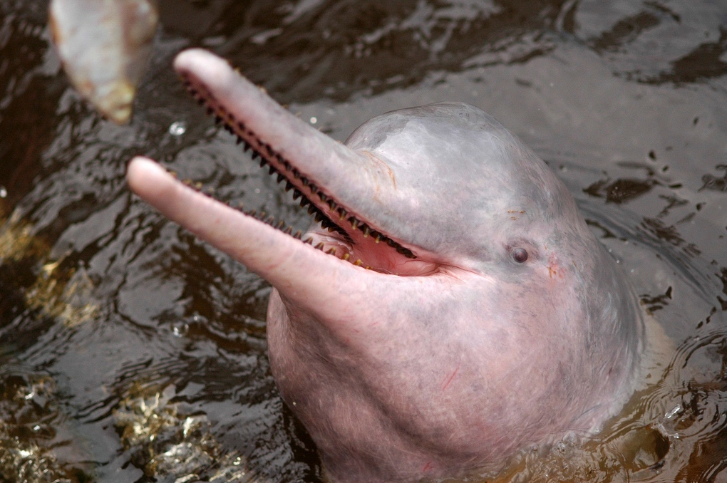 New river dolphin species discovered