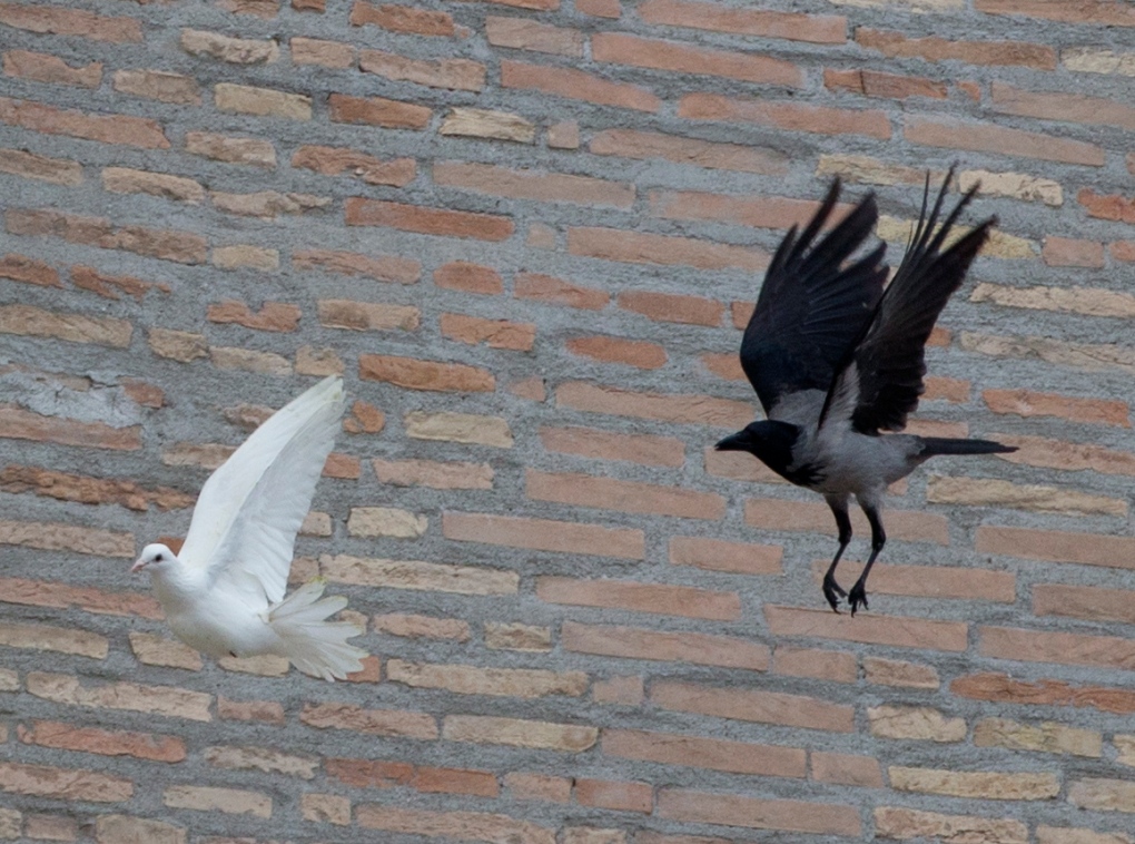 Peace dove attacked at Vatican